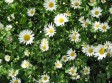 Garten- und Landschaftsarchitektur